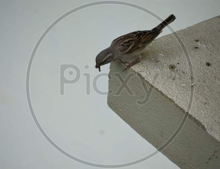 Sparrow on terrace
