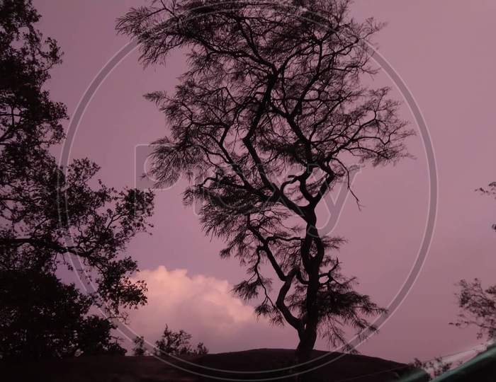 A tree with pink sky