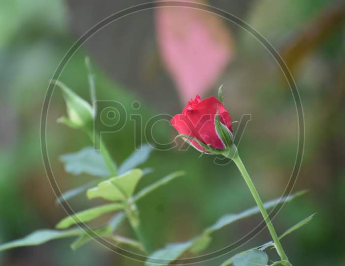 Blossom red rose early morning022