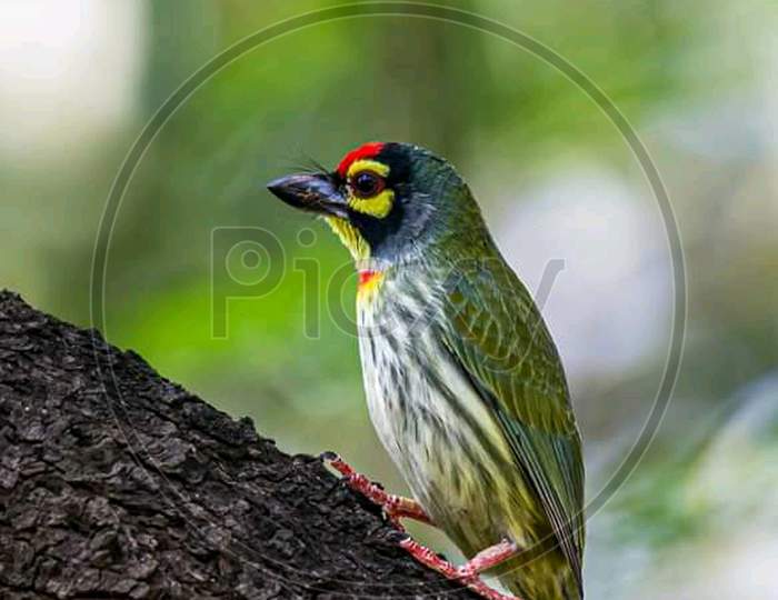 Blue throated Barbet with red cap