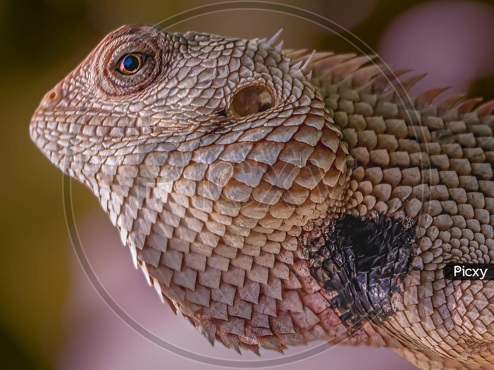 Indian chameleon
