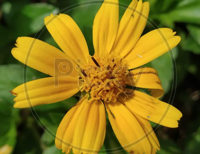 A close up images of wild yellow flower