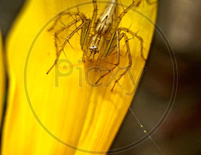 A yellow spider is sitting on a sunflower,Macro photography,Bikram khanra