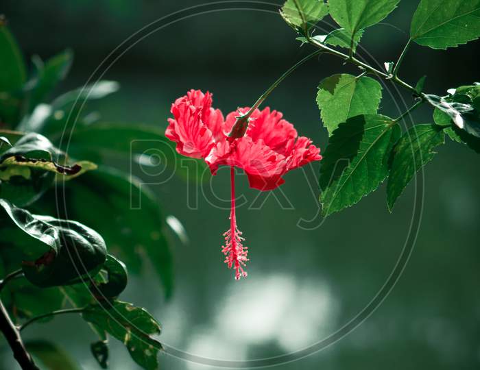 Red hibiscus flower with leaves, pond in background