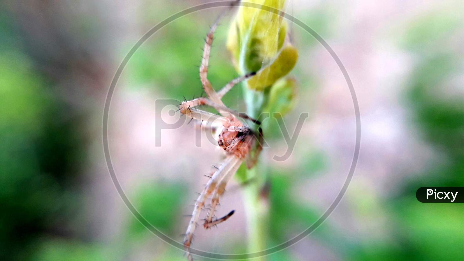 European Garden Spider,  Araneus diadematus.