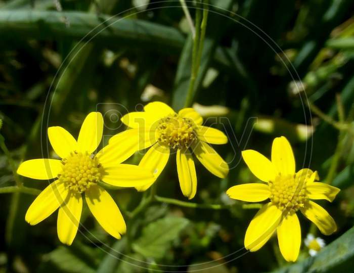 Yellow flower macro photograph