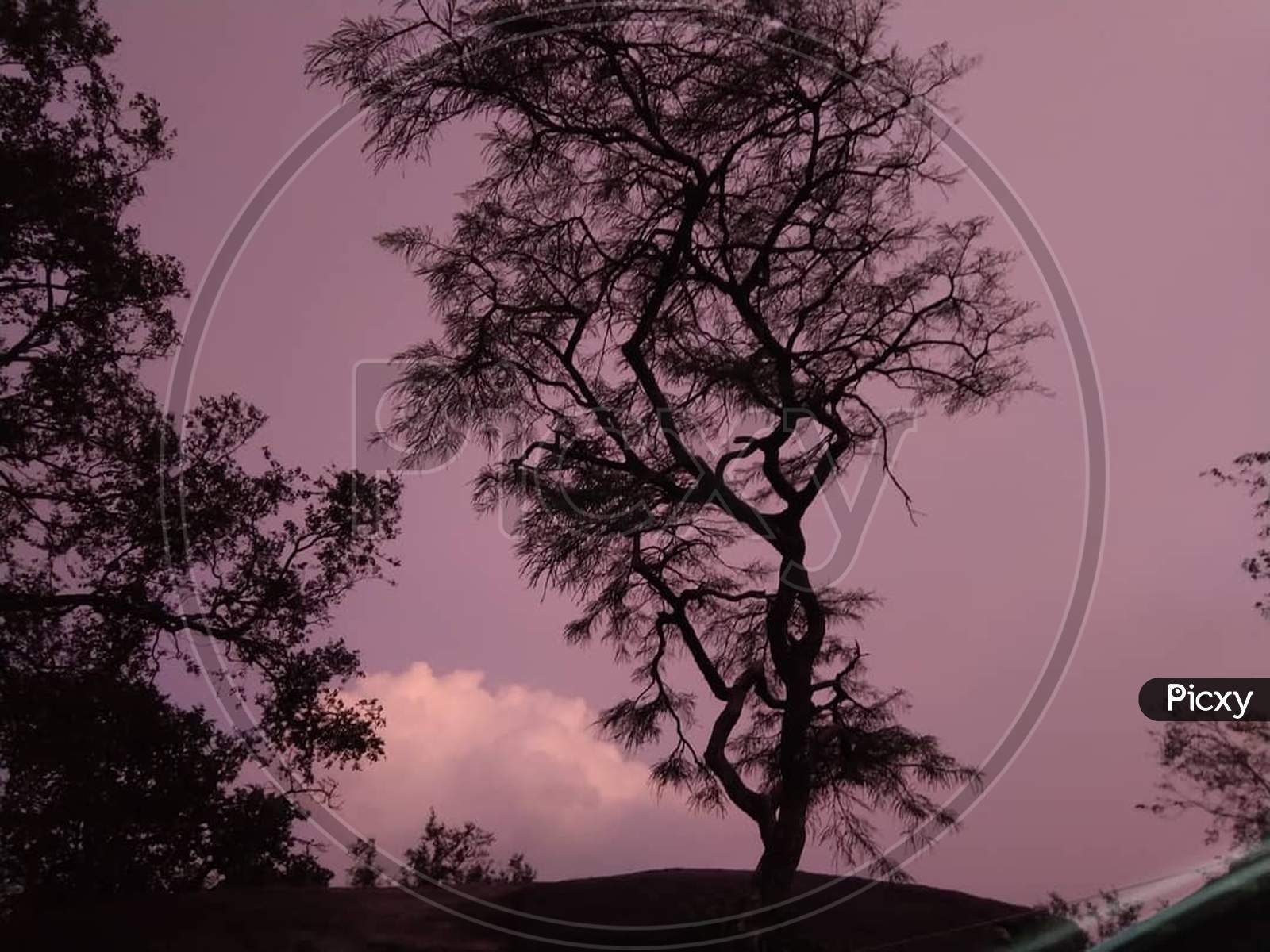 A tree with pink sky