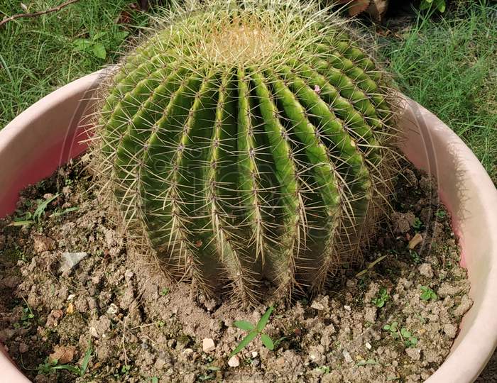 Ball Cactus (Parodia Warasii)