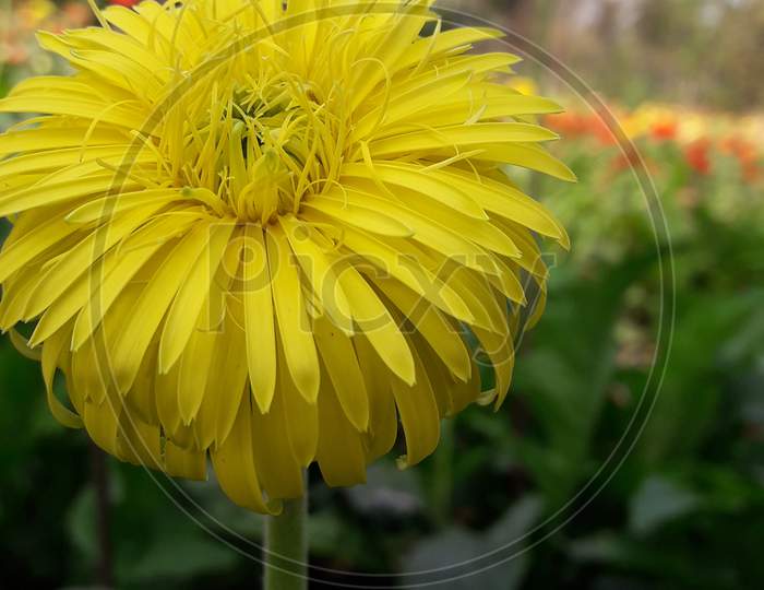 Yellow barberton daisy, gerbera, dahlia