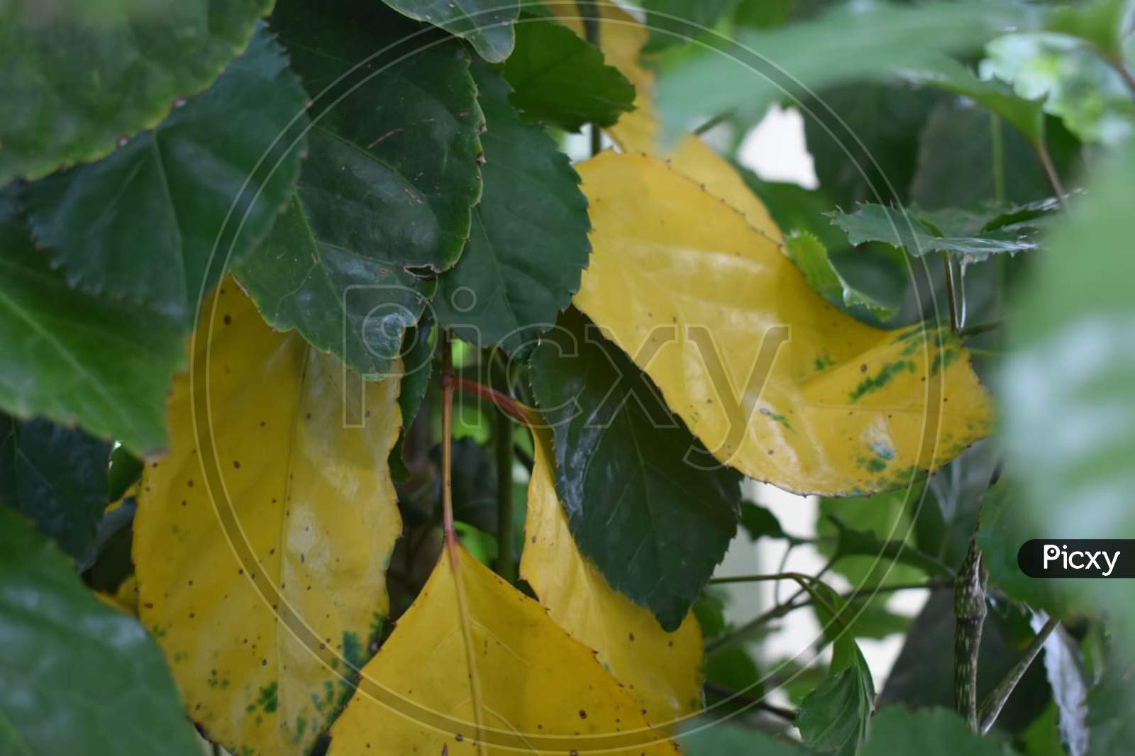 Green n dry leaf