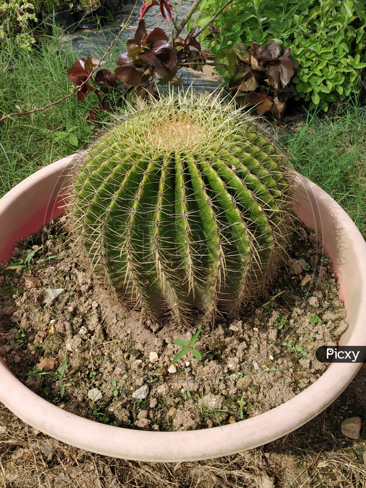 Ball Cactus (Parodia Warasii)