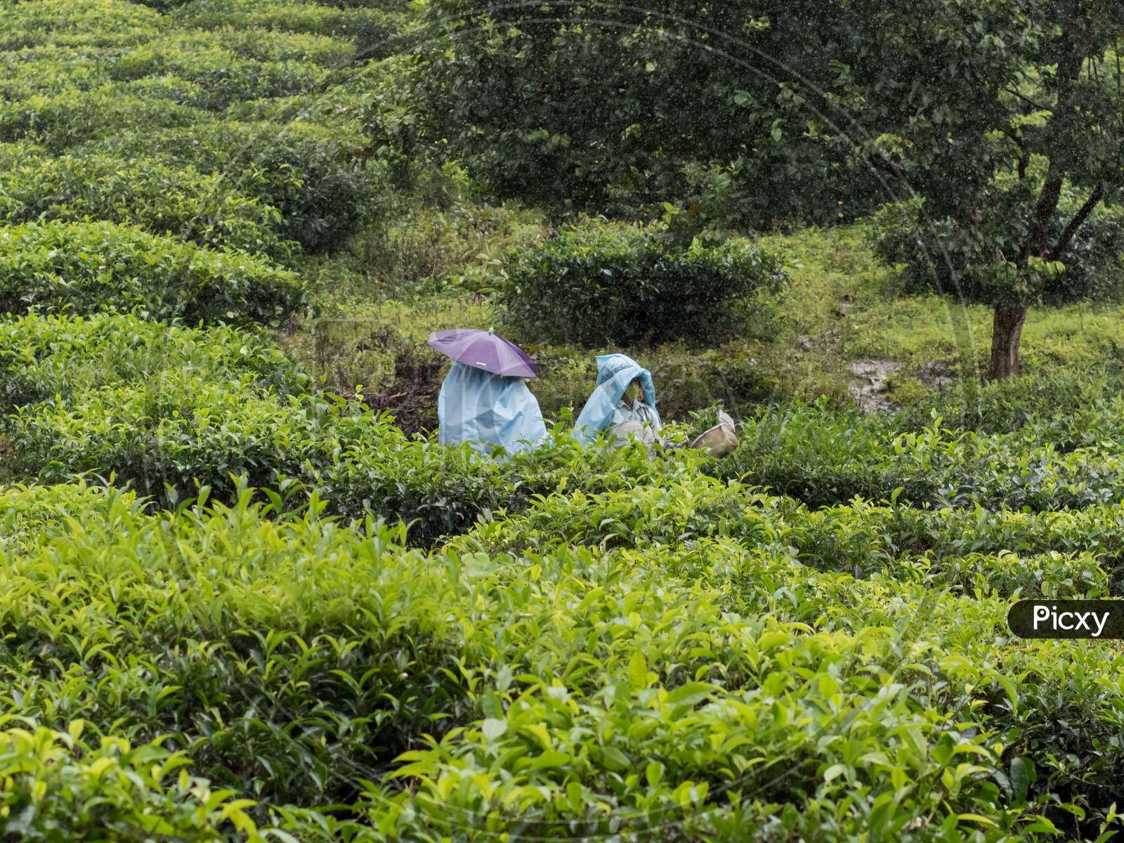 Meppadi, Keralaindia-8.23.2020 Landscape Oriented View Of Two Tea Estate Plantation Women Worker Plucking Tea Leaves With Tools On A Hazy Rainy Day In Meppadi Near Kalpetta In Wayanad , Kerala.Drizzling Rain.