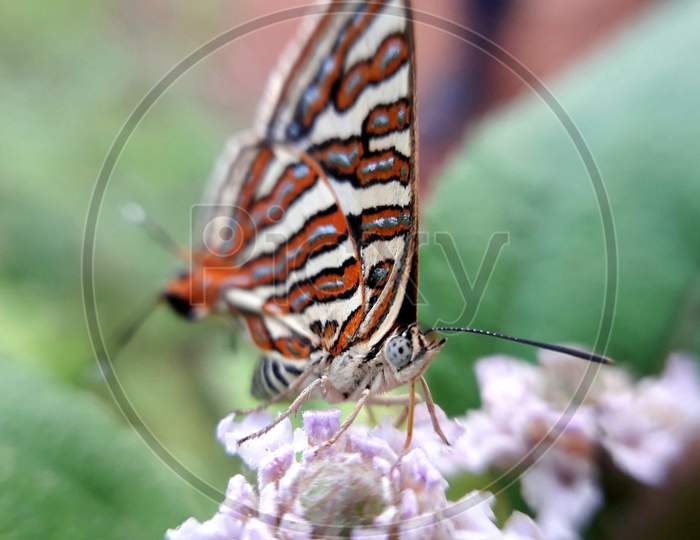 Butterfly, Spindasis is sitting on a flower