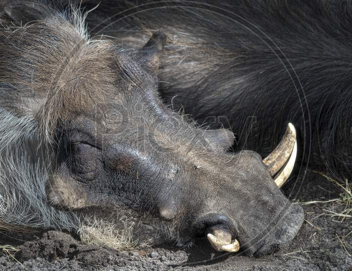Sleeping Warthog