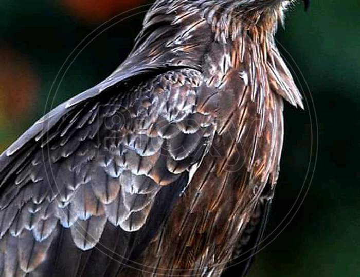 Black Kite Eagle