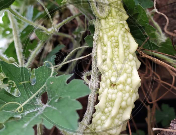 Bitter gourd plant..