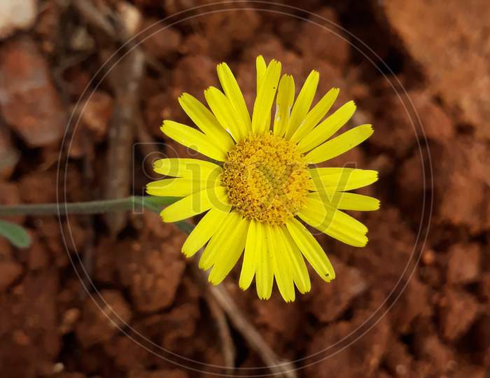 Euryops pectinatus Flower photo