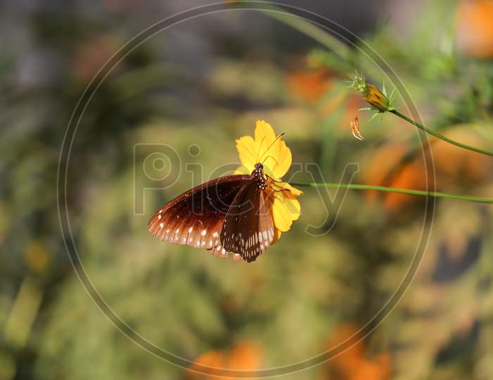 Butterflies- flying flowers
