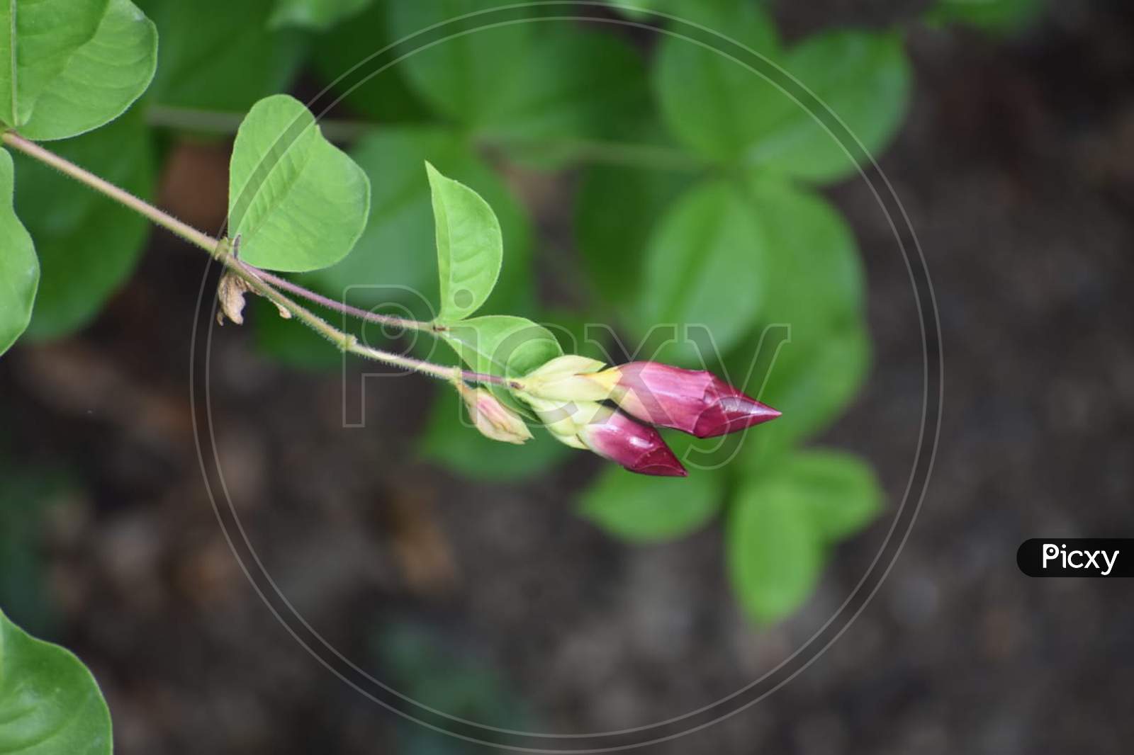 Rose bud with leaf