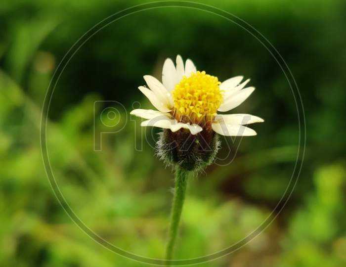 Little small White flower
