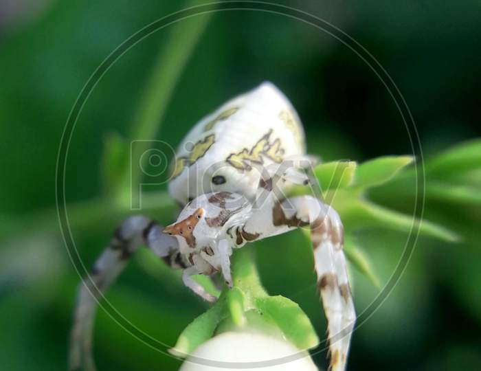 White Crab Spider, Thomisus Onustus.