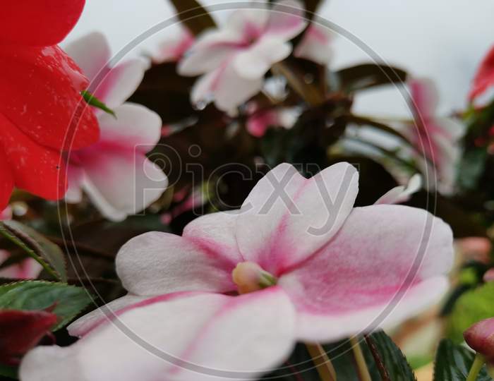 Pink Flowers 4