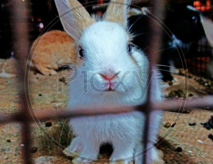 Cagged baby rabbit