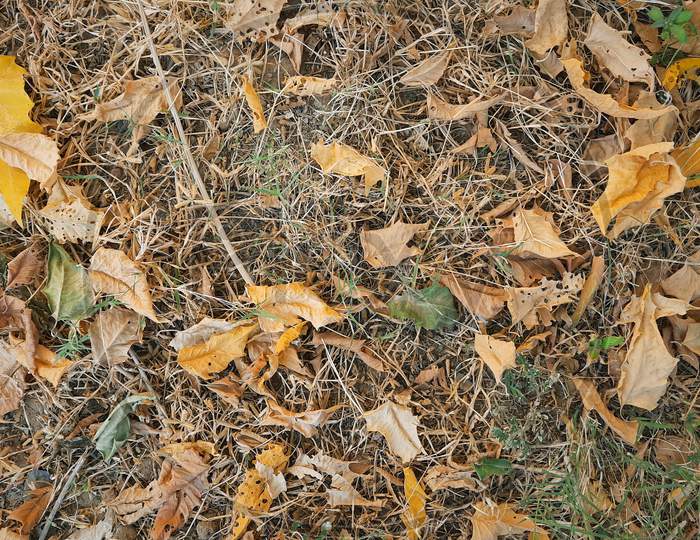 Autumn Dry Or Dead Fallen Leaves In Garden Top View