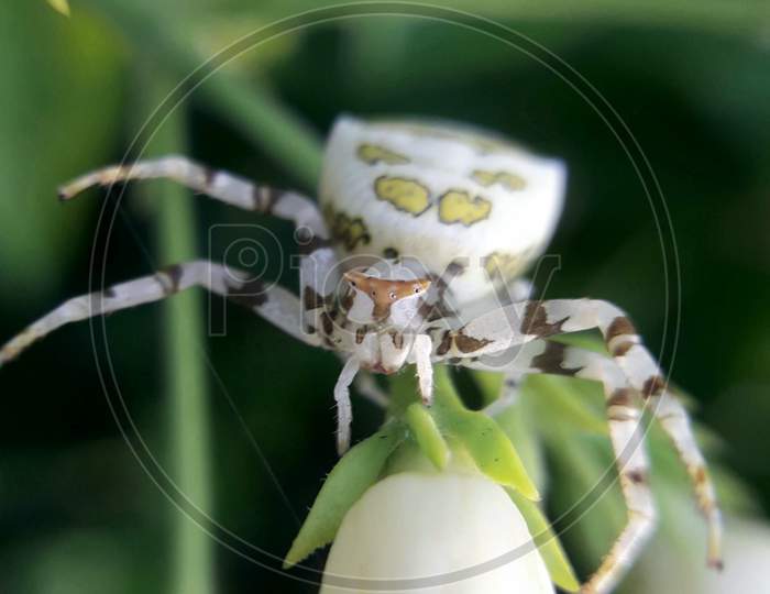 Crab spider, Thomisus Onustus.