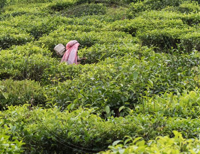 Meppadi, Kerala / India-9.21.2020:Portrait Oriented View Of A Single Tea Estate Plantation Women Worker Plucking Tea Leaves With Tools On A Hazy Rainy Day In Meppadi Near Kalpetta In Wayanad , Kerala.