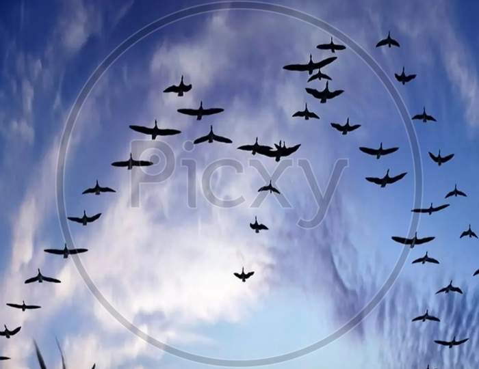 Birds migration with blue sky atmosphere.