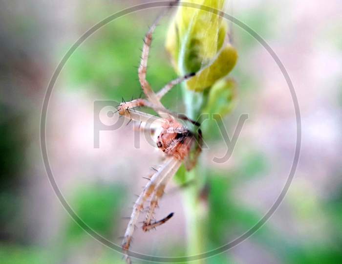 European Garden Spider,  Araneus diadematus.