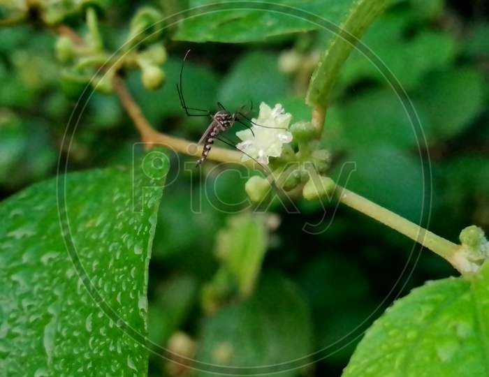 Mosquito on flower