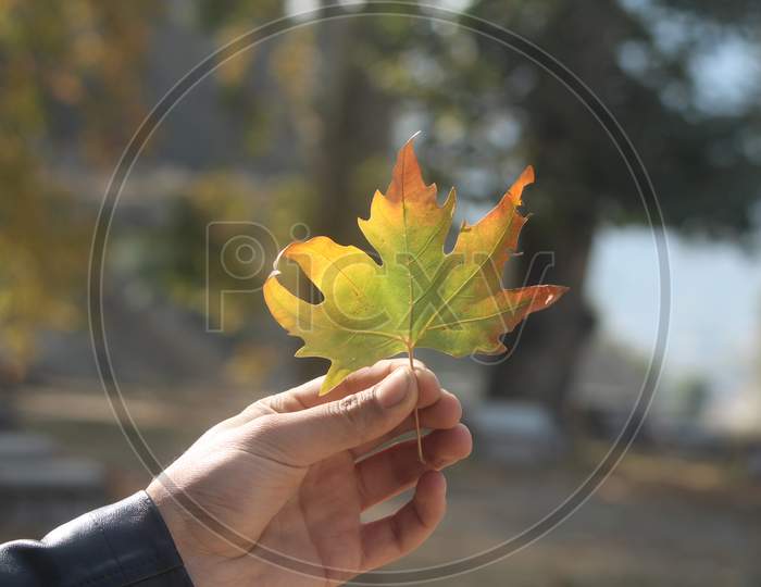 Hand finger leaf maple Leaf autumn
