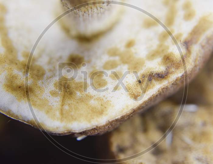 Selective Focus At The Bottom Side Of The Oily Mushroom