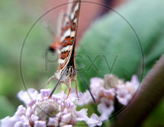 Gossamer-winged butterfly, Spindasis is sitting on a flower