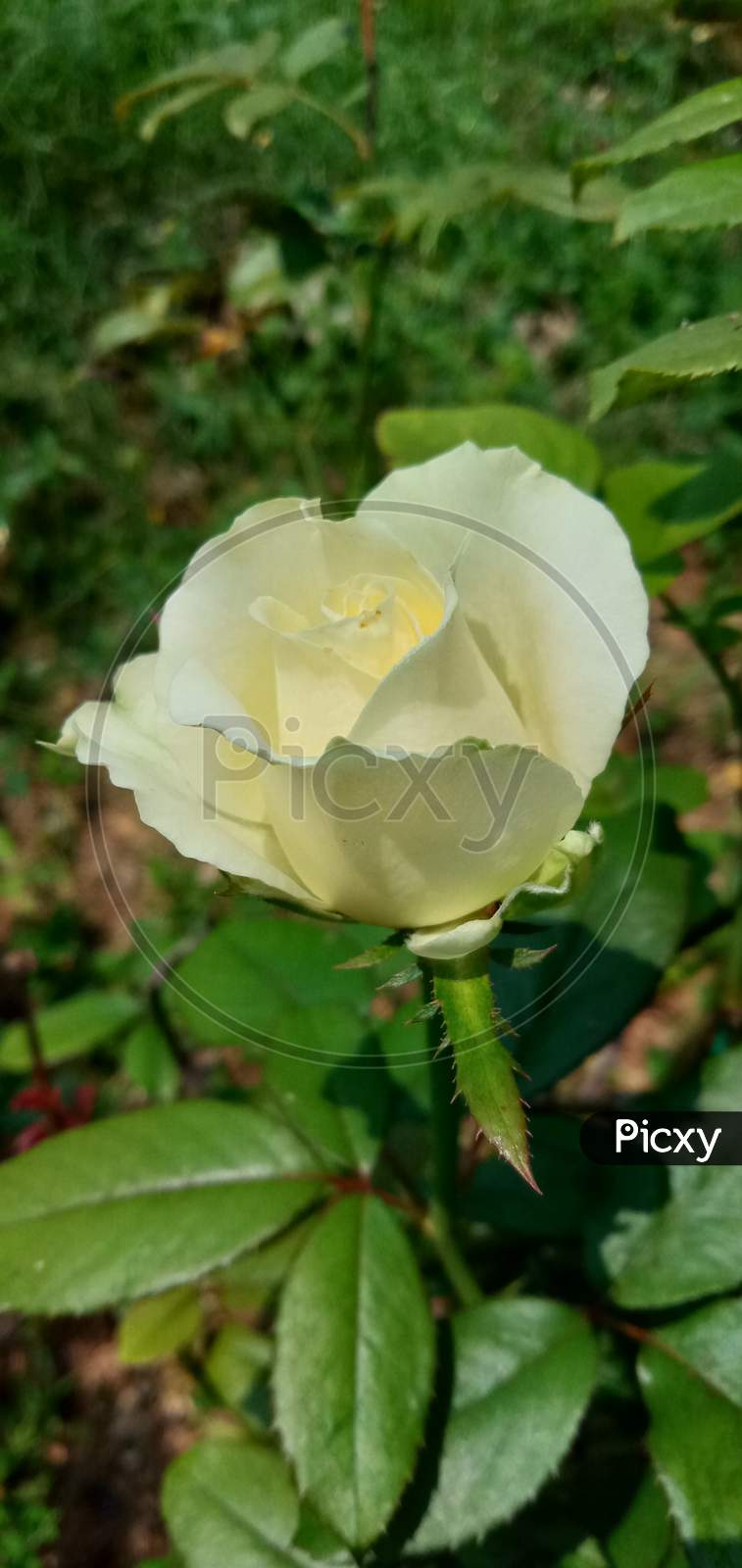 Yellowish white Rose