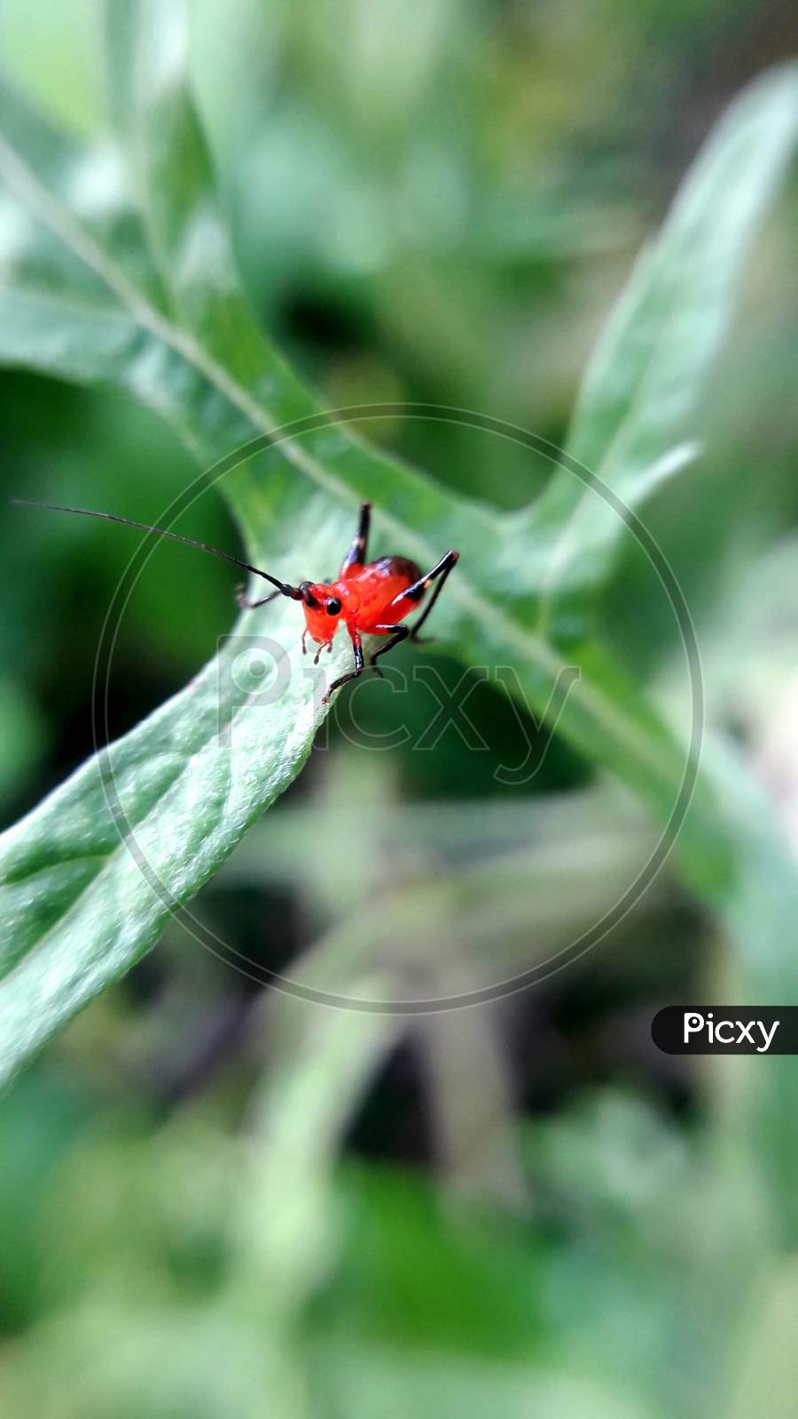 black-kneed meadow katydid, black-kneed conehead,Conocephalus melaenus