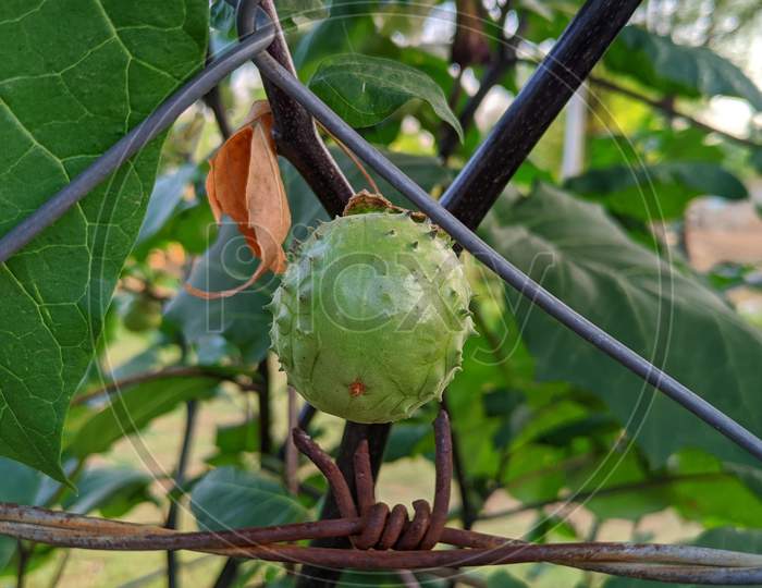 Datura Innoxia Green Fruit. It Also Known As Datura Wrightii Or Sacred Datura.