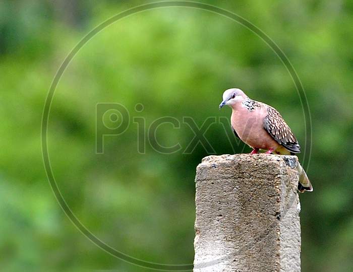 A spotted dove on a greenery background