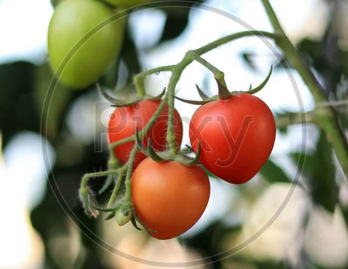 Fresh Ripe Red Tomatoes And Some Tomatoes That Are Not Ripe Yet Hanging On The Vine Of A Tomato Plant In The Garden