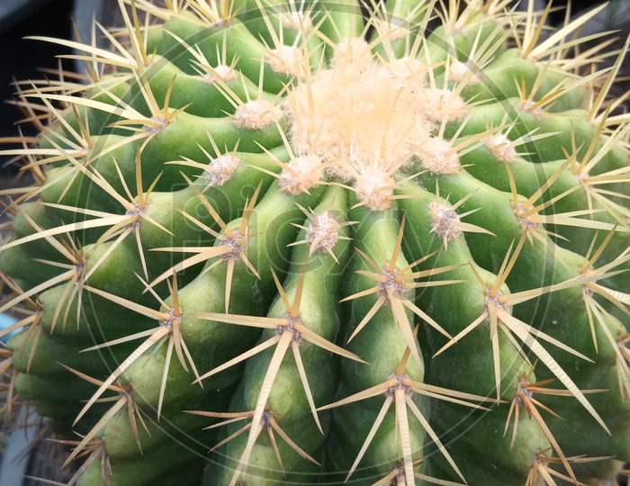 Closeup Of Green And Yellow Cactus.