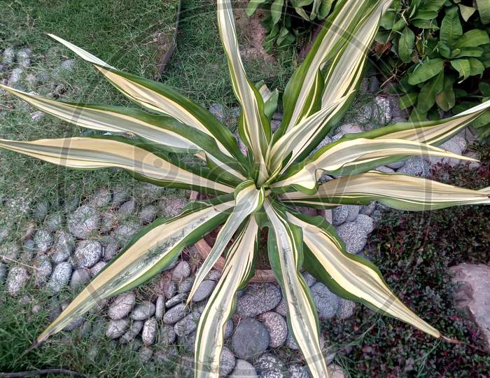 Small Plant In Pot. Yucca Flaccida 'Golden Sword' (Flaccid Leaf Yucca)