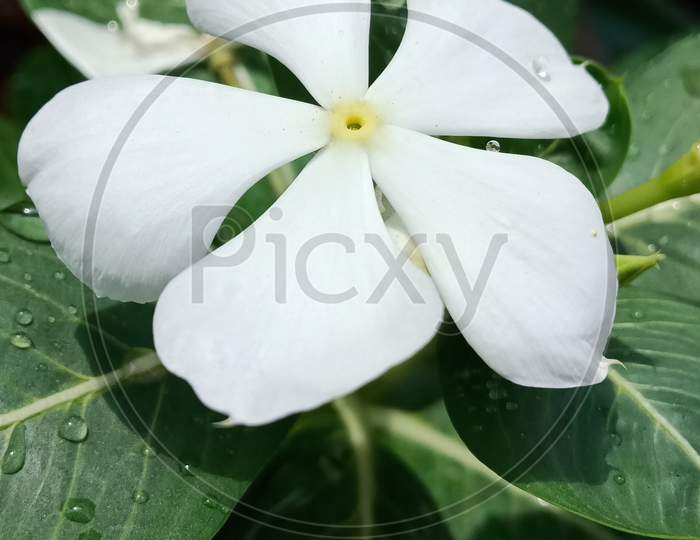 Beautiful Jasmine Flower