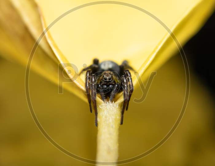 Little Spider Closeup Macro Photo