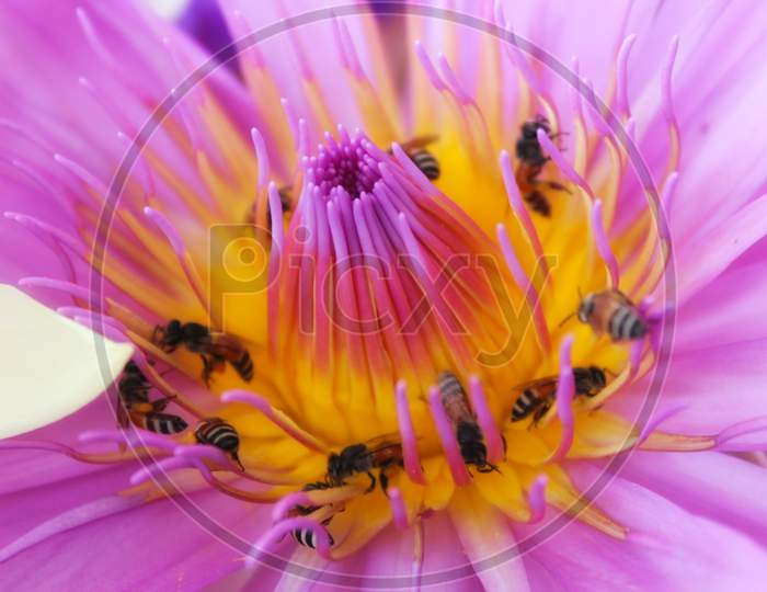 Bees Pollination In The Flower