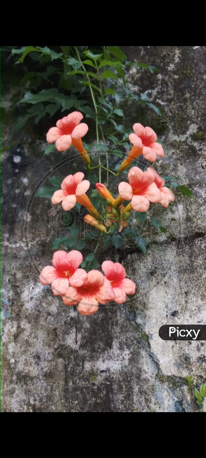 peach colored flowers