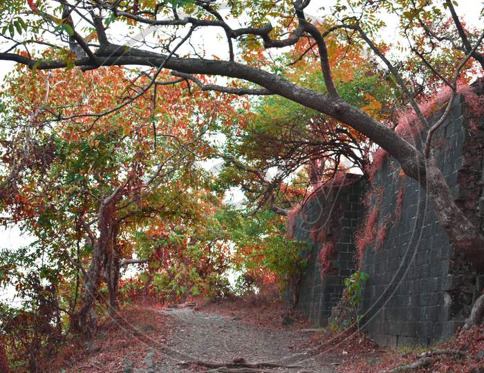 A Wall Of Old Fort In India With Colorful Trees And Leaves All Around In Between A Forest