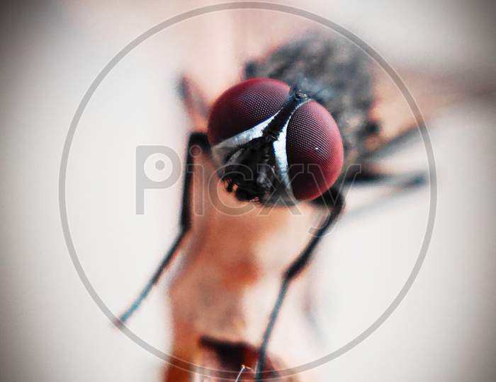 A house fly close up.