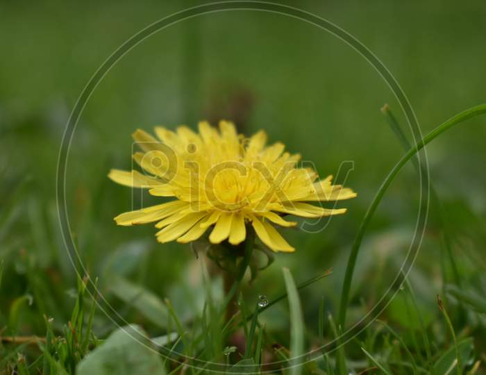 Yellow Flower shot